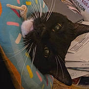 Squishy is registered to the contest to win money with this photo: cat, black_cat, whiskers, close_up, donut_pillow, colorful, white_patch, pet, indoor, resting, face, feline, cozy, papers, envelopes, clutter, background, cute, animal, domestic
