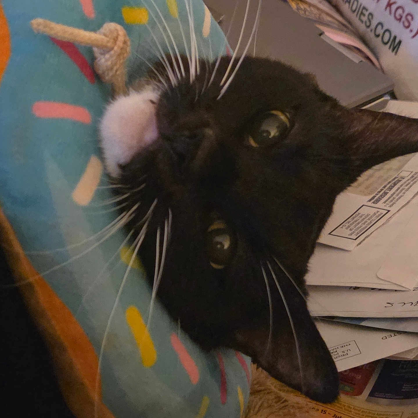 Squishy is registered to the contest to win money with this photo: cat, black_cat, whiskers, close_up, donut_pillow, colorful, white_patch, pet, indoor, resting, face, feline, cozy, papers, envelopes, clutter, background, cute, animal, domestic