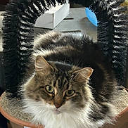 Honeybear joined the competition — help win amazing prizes! cat, fluffy, tabby, green_eyes, sitting, scratcher, furniture, indoor, pet, fur, whiskers, ears, face, relaxed, closeup, animal, cute, domestic, portrait, household