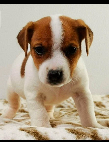 Rhapsody participe au concours pour gagner de l'argent avec cette photo : ancient_dog_breeds, bored, canidae, carnivore, collar, companion_dog, dog, dog_breed, dog_collar, fawn, fur, paw, puppy, puppy_love, snout, sporting_group, terrestrial_animal, whiskers, working_animal, working_dog