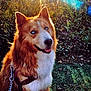 animal, canine, clothing, dog, face, footwear, grass, head, husky, nature, outdoors, pet, plant, puppy, shoe, sky, sun, sunlight, tree, vegetation