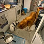 animal, canine, computerhardware, cup, desk, device, diningtable, dog, drawer, electronics, furniture, hardware, husky, indoors, kitchen, machine, pet, plywood, table, wood