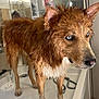 animal, architecture, basin, bathing, bathtub, canine, collie, dog, face, goldenretriever, head, husky, indoors, interiordesign, person, pet, sink, sinkfaucet, terrier, tub