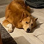 animal, canine, clothing, collie, dog, eskimodog, footwear, goldenretriever, hardwood, husky, indoors, interiordesign, person, pet, plywood, puppy, shoe, slate, sleeping, wood