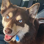Apollo is registered to the contest to win money with this photo: dog, canine, blue_eyes, happy, smiling, close_up, car_interior, seat, collar, pet, animal, fur, ears, tongue, nose, window, sunlight, leash, domestic_animal, companion