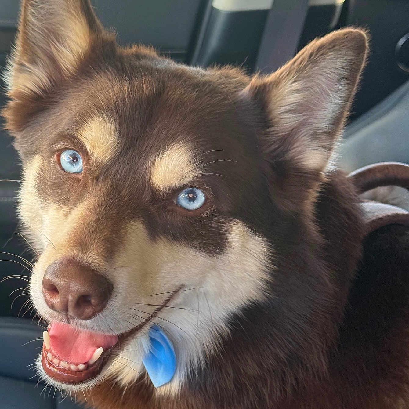 Apollo is registered to the contest to win money with this photo: dog, canine, blue_eyes, happy, smiling, close_up, car_interior, seat, collar, pet, animal, fur, ears, tongue, nose, window, sunlight, leash, domestic_animal, companion