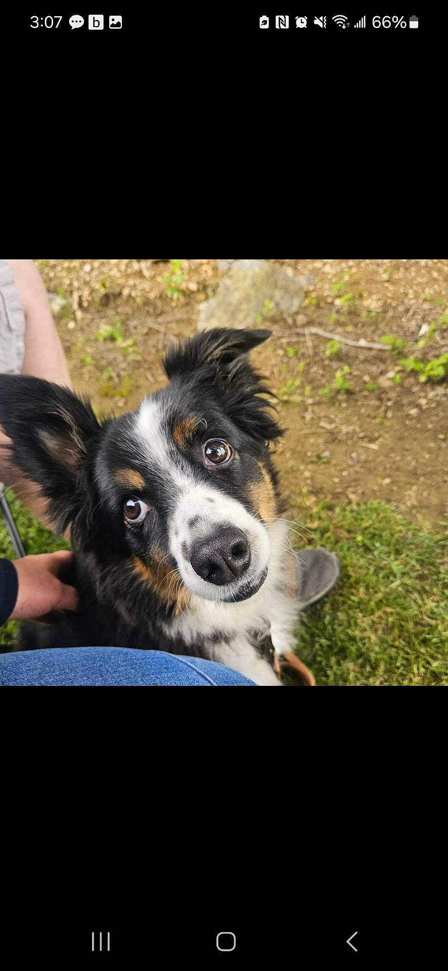 animal, attention, black_and_white, brown, canine, companion, cute, dog, ears, eyes, face, friendly, fur, grass, looking_up, nature, nose, outdoor, person_hand, pet