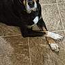 Emma is registered to the contest to win money with this photo: dog, black_dog, tan_markings, crossed_paws, tile_floor, indoor, pet, looking_up, lying_down, canine, animal, domestic_animal, fur, ears, nose, eyes, white_paw, quiet, resting, companion