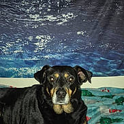 Emma is registered to the contest to win money with this photo: dog, black_dog, tan_markings, blanket, indoor, portrait, pet, animal, resting, calm, looking_at_camera, bed, decor, moon, ocean_backdrop, wall_hanging, cozy, fur, ears, eyes