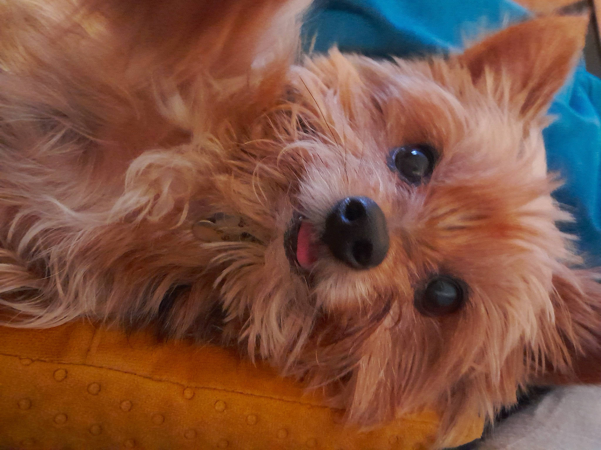 Jazz a rejoint le concours — aidez-le/la à gagner de superbes lots ! biewer_terrier, canidae, carnivore, companion_dog, dog, dog_breed, fawn, flooring, fur, maltepoo, puppy, small_terrier, sporting_group, terrestrial_animal, terrier, toy, toy_dog, working_animal, yorkipoo, yorkshire_terrier