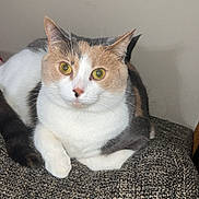 Lilly joined the competition — help win amazing prizes! animal, calico, cat, closeup, cushion, cute, domestic_cat, ears, feline, fur, gray_fabric, indoor, looking_at_camera, neutral_background, pet, relaxed, resting, soft_light, whiskers, yellow_eyes