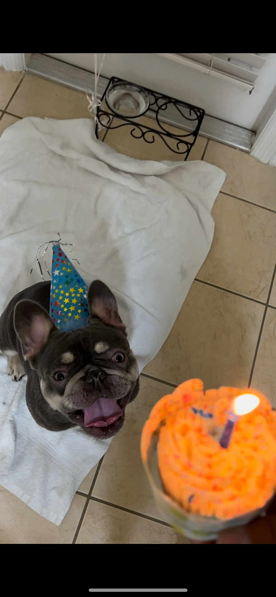 Drago joined the competition — help win amazing prizes! dog, french_bulldog, party_hat, birthday, cupcake, candle, tongue_out, excited, pet, indoor, tile_floor, white_cloth, celebration, animal, canine, closeup, happy, fun, small_dog, looking_up