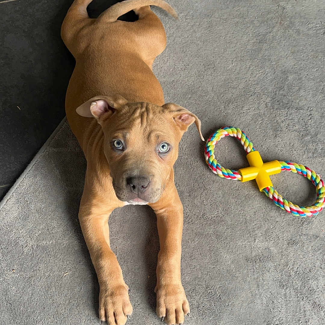 Ciro