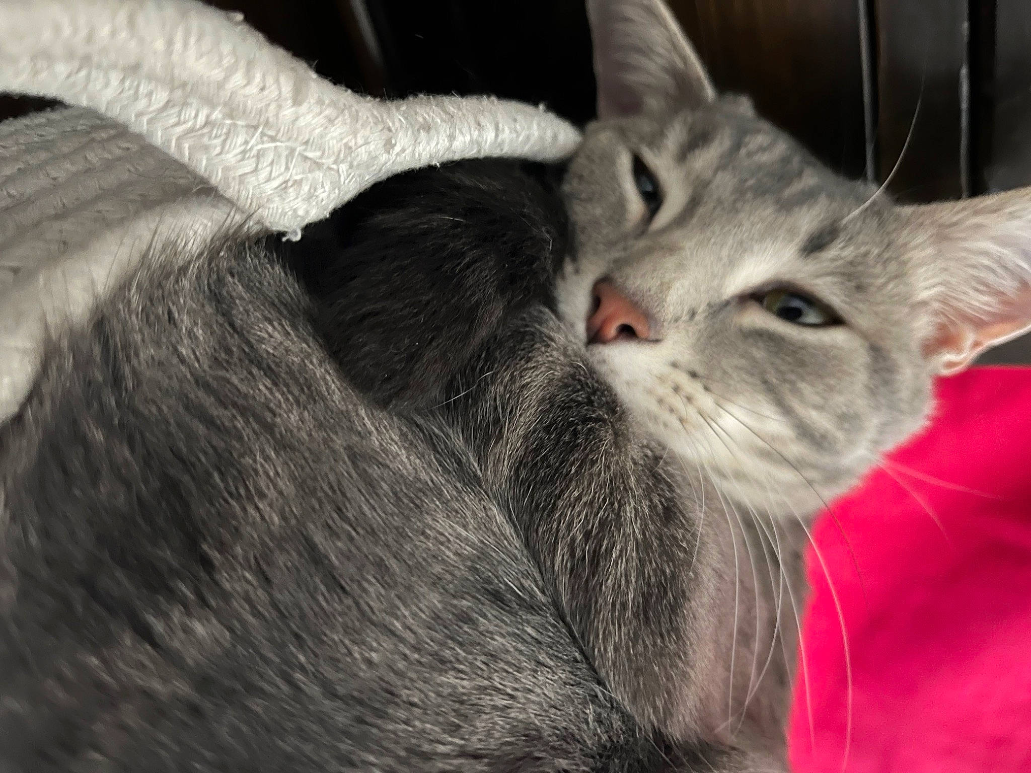 Caesar joined the competition — help win amazing prizes! carnivore, cat, claw, comfort, domestic_short_haired_cat, ear, felidae, fur, grey, nap, paw, small_to_medium_sized_cats, whiskers