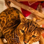 Phebus participe au concours pour gagner de l'argent avec cette photo : animal, animal_face, bengal_cat, branch, cat, close_up, cute, domestic_animal, eye, feline, focus, fur_pattern, indoor, looking_away, mammal, nature, pet, portrait, whiskers, wood