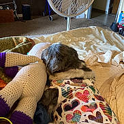 Lulu is registered to the contest to win money with this photo: dog, bed, blanket, knitted_toy, fan, colorful_shirt, heart_pattern, indoor, carpet, stuffed_toy, resting, furniture, room, door, floor, home, blanket_texture, sleeping, pet, animal