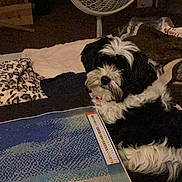 Willow joined the competition — help win amazing prizes! dog, bed, blanket, fan, indoor, cozy, black_and_white, fur, animal, pet, painting_canvas, crafts, relaxing, comfort, lying_down, home, room, decor, soft, leisure