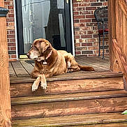 Bella is registered to the contest to win money with this photo: dog, brown_dog, wooden_steps, porch, brick_wall, outdoor, pet, animal, collar, paws, relaxed, resting, canine, house, door, fence, wood, nature, daytime, quiet
