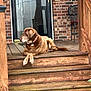 dog, brown_dog, wooden_steps, porch, brick_wall, outdoor, pet, animal, collar, paws, relaxed, resting, canine, house, door, fence, wood, nature, daytime, quiet