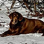 Bella is registered to the contest to win money with this photo: dog, labrador, chocolate_labrador, snow, winter, outdoor, forest, tree, branch, animal, pet, canine, lying_down, nature, cold, sunlight, shadow, fur, collar, calm