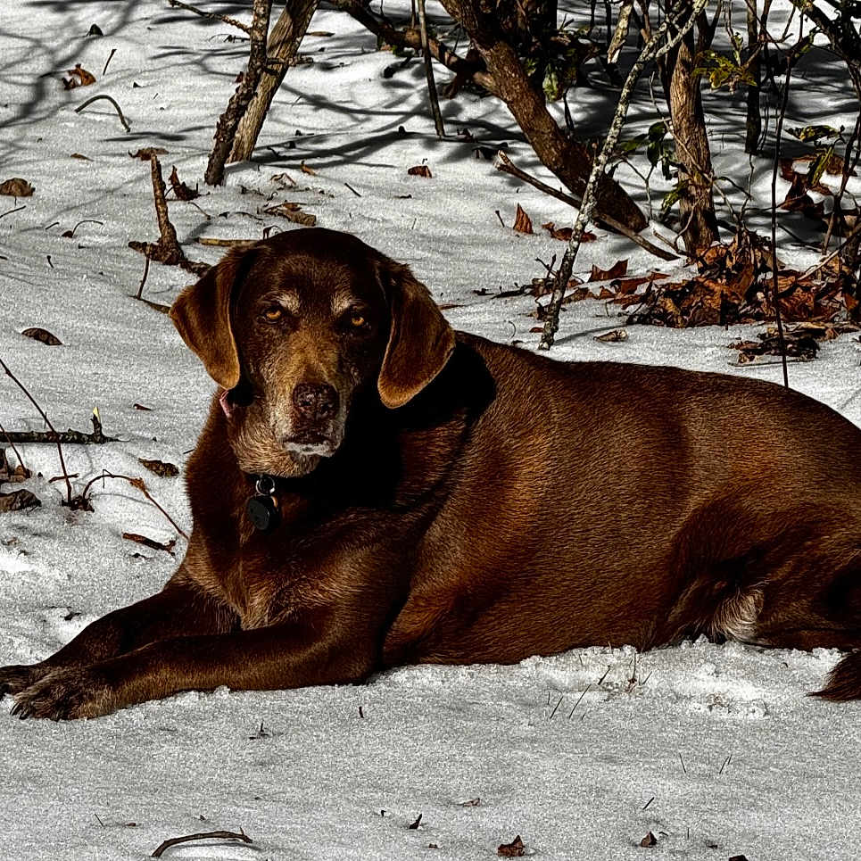 Bella is registered to the contest to win money with this photo: animal, branch, calm, canine, chocolate_labrador, cold, collar, dog, forest, fur, labrador, lying_down, nature, outdoor, pet, shadow, snow, sunlight, tree, winter