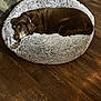 Bella is registered to the contest to win money with this photo: dog, brown_dog, sleeping, pet_bed, fluffy_bed, cozy, indoor, wooden_floor, stone_wall, resting, canine, animal, fur, relaxation, home, quiet, peaceful, nap, companion, domestic