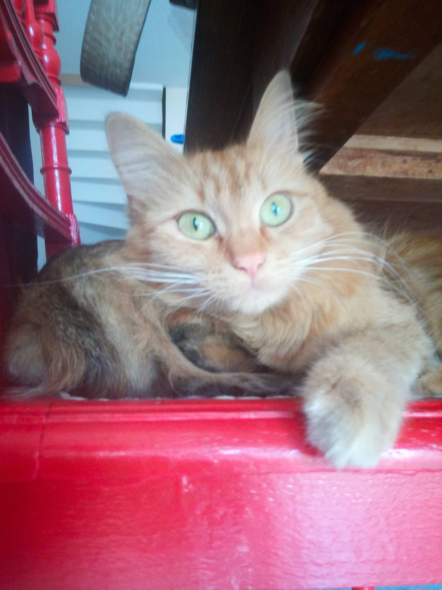 Clara a rejoint le concours — aidez-le/la à gagner de superbes lots ! asian, carnivore, cat, domestic_long_haired_cat, domestic_short_haired_cat, fawn, felidae, kitten, mammal, norwegian_forest_cat, ojos_azules, persian, ragamuffin, small_to_medium_sized_cats, turkish_angora, vertebrate, whiskers