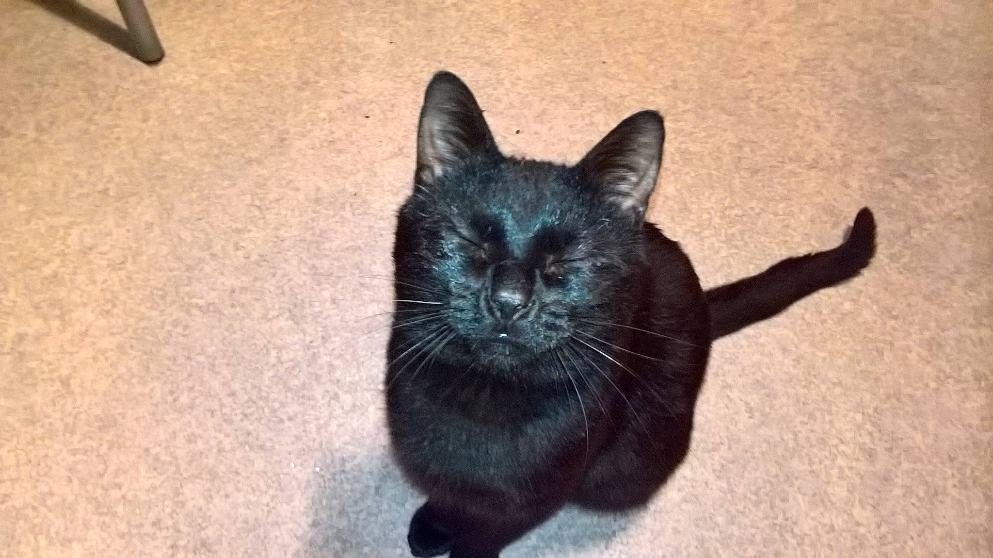 Nocturne participe au concours pour gagner de l'argent avec cette photo : asian, black, black_cat, bombay, burmese, carnivore, cat, domestic_short_haired_cat, felidae, kitten, korat, mammal, small_to_medium_sized_cats, snout, tail, whiskers