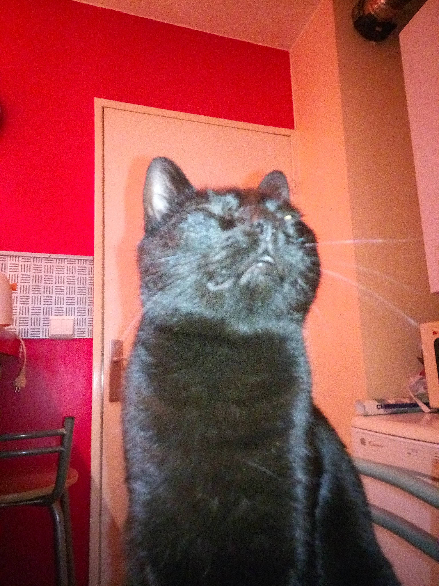 Nocturne participe au concours pour gagner de l'argent avec cette photo : asian, british_shorthair, carnivore, cat, chartreux, domestic_short_haired_cat, european_shorthair, felidae, korat, mammal, nebelung, room, russian_blue, small_to_medium_sized_cats, snout, tail, whiskers