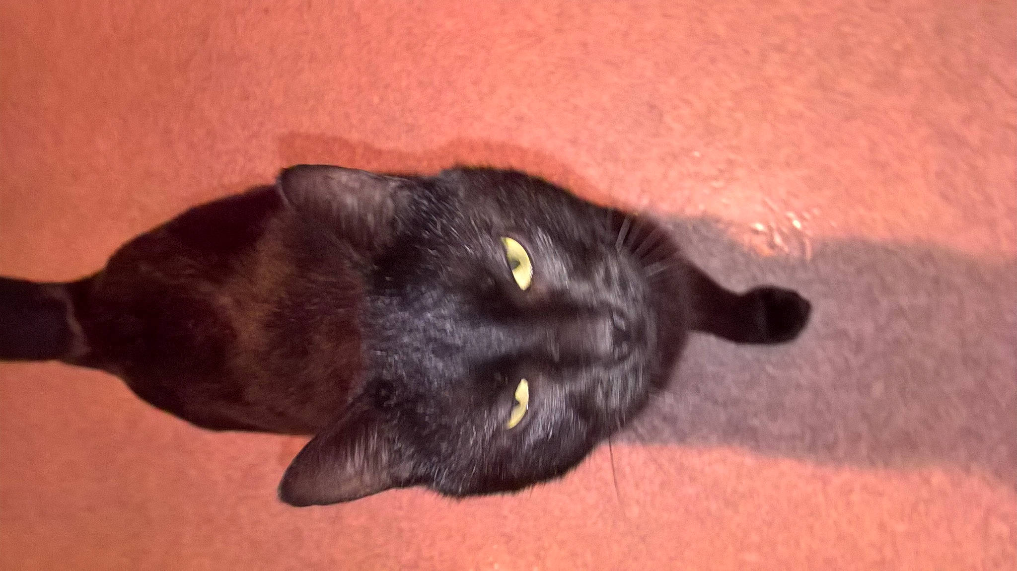 Nocturne a rejoint le concours — aidez-le/la à gagner de superbes lots ! black, black_cat, bombay, burmese, carnivore, cat, domestic_short_haired_cat, felidae, korat, mammal, small_to_medium_sized_cats, snout, whiskers