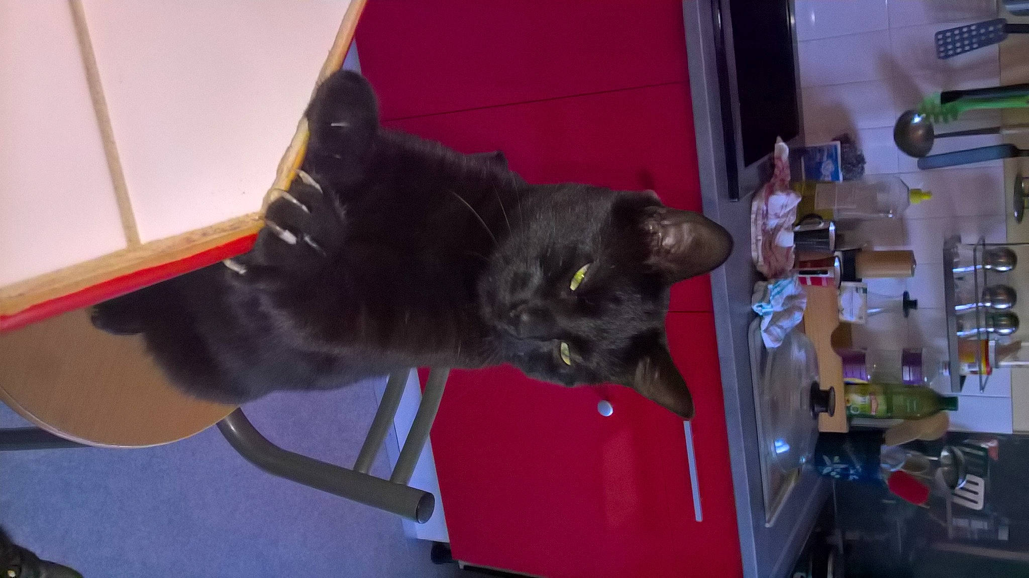 Nocturne a rejoint le concours — aidez-le/la à gagner de superbes lots ! black_cat, carnivore, cat, chartreux, domestic_short_haired_cat, felidae, korat, russian_blue, small_to_medium_sized_cats, whiskers