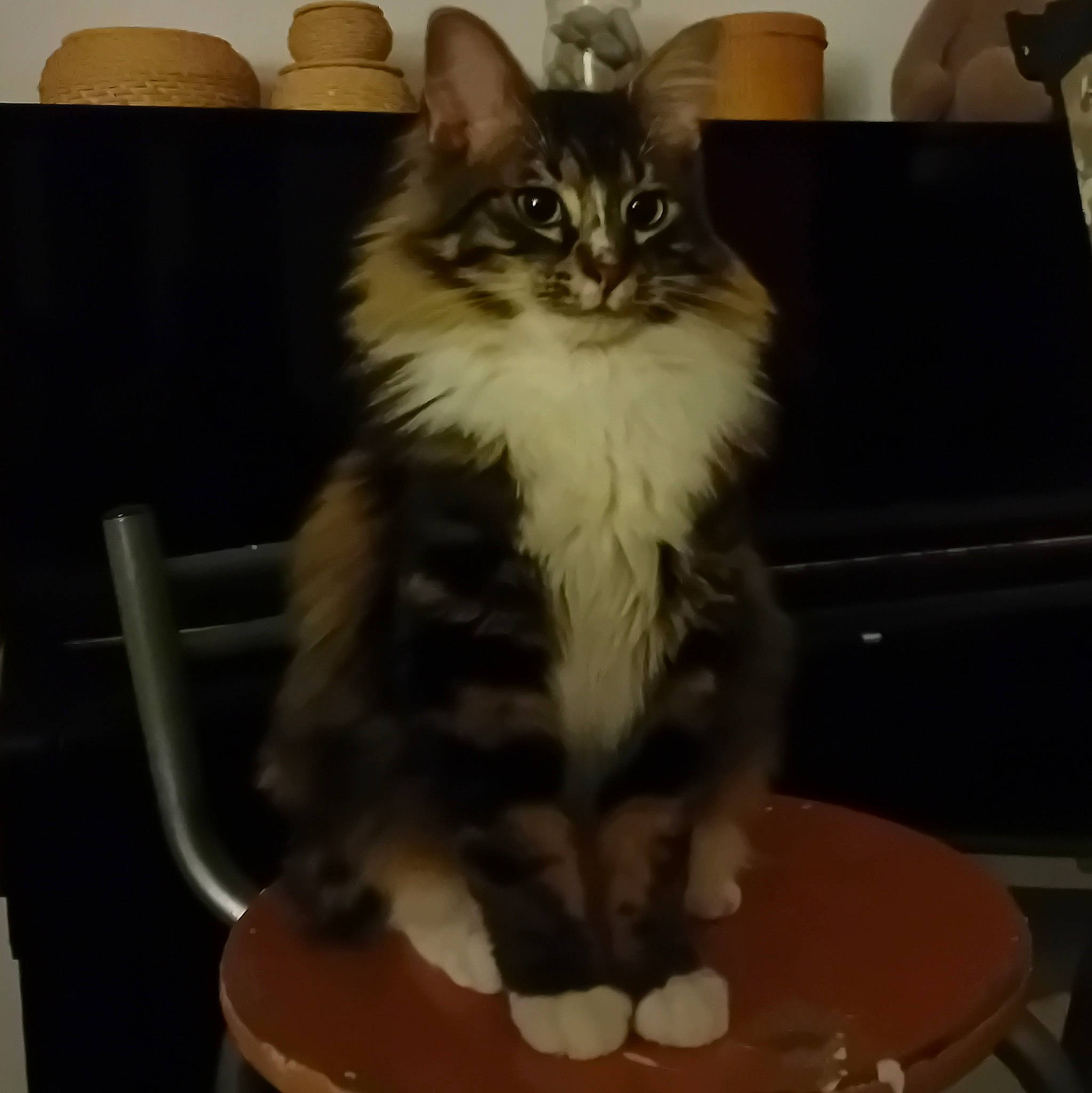 Tornade a rejoint le concours — aidez-le/la à gagner de superbes lots ! british_longhair, carnivore, cat, chair, claw, comfort, couch, domestic_short_haired_cat, fawn, felidae, fur, hair, maine_coon, paw, ragdoll, small_to_medium_sized_cats, snout, tail, terrestrial_animal, whiskers