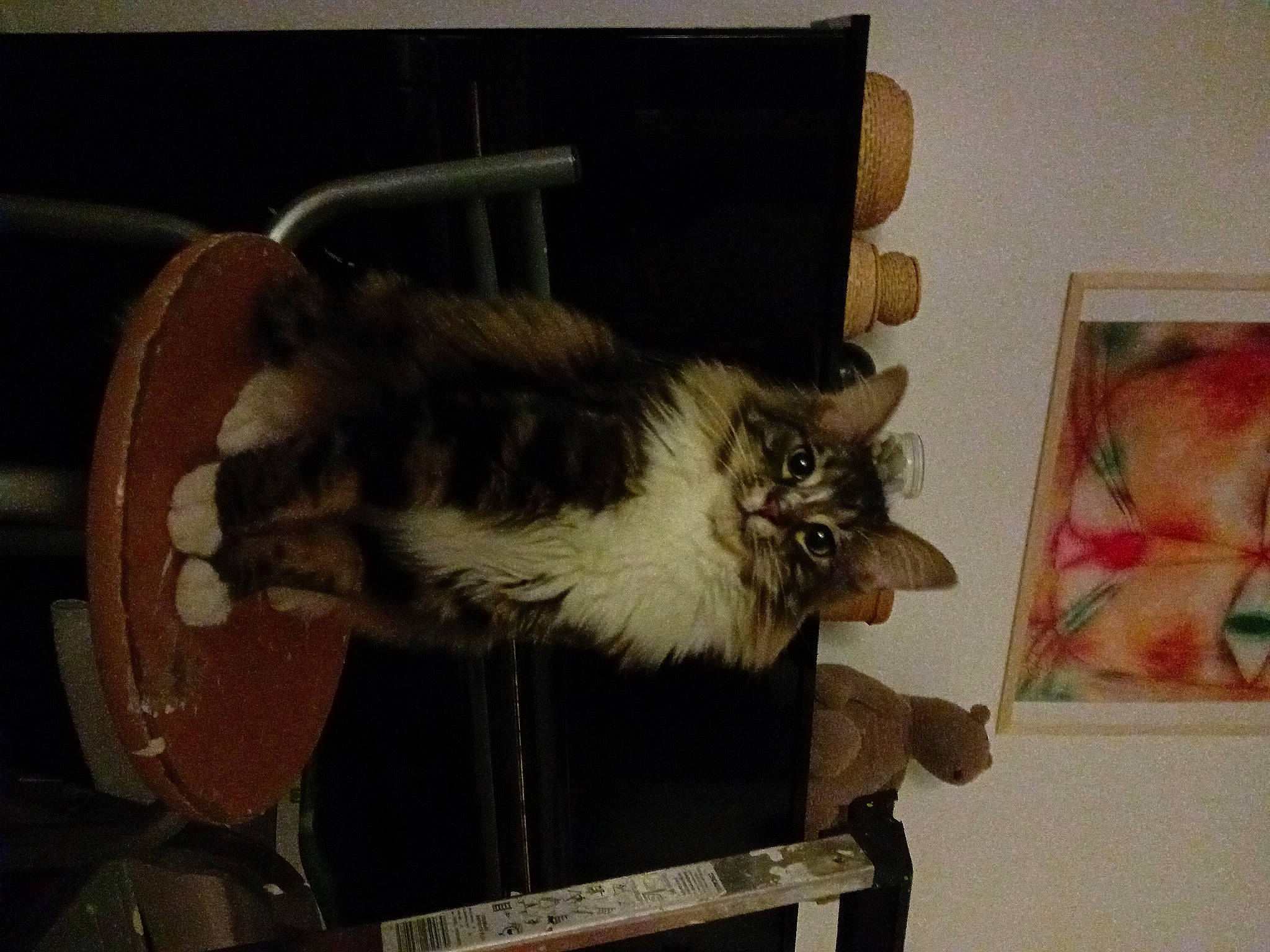 Tornade a rejoint le concours — aidez-le/la à gagner de superbes lots ! carnivore, cat, cat_supply, domestic_short_haired_cat, fawn, felidae, fur, room, small_to_medium_sized_cats, tail, visual_arts, whiskers, wood