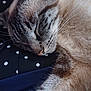 Olaf a rejoint le concours — aidez-le/la à gagner de superbes lots ! animal, cat, close_up, cozy, cute, domestic_cat, fabric, fur, indoor, mammal, nap, peaceful, pet, polka_dot, relaxation, resting, sleeping, soft, tabby, whiskers
