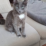 Loulou participe au concours pour gagner de l'argent avec cette photo : animal, blanket, cat, couch, cozy, decor, ears, eyes, feline, fur, furniture, gray_cat, home, indoor, living_room, pet, plant, sitting, tail, whiskers
