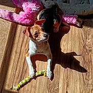 Kali joined the competition — help win amazing prizes! animal, cozy, cute, dog, home, indoor, looking_away, pet, pet_bed, pink, playful, plush_toy, puppy, relaxing, rope_toy, shadow, small_dog, sunlight, toy, wooden_floor