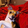 Kali joined the competition — help win amazing prizes! animal, bedroom, black, brown, canine, cute, dog, ears, expression, eyes, fur, furniture, indoor, lying_down, nose, pet, playful, red_blanket, resting, white