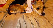 Kali joined the competition — help win amazing prizes! bed, black, blanket, brown, canine, collar, comforter, cozy, dog, fur, indoor, lying_down, pet, pillow, relaxed, resting, small_dog, tricolor, warm_lighting, white