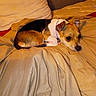 bed, black, blanket, brown, canine, collar, comforter, cozy, dog, fur, indoor, lying_down, pet, pillow, relaxed, resting, small_dog, tricolor, warm_lighting, white