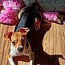 Kali is registered to the contest to win money with this photo: animal, brown_white_dog, companion, cute, dog, ears, floor, indoor, pet, pet_bed, pink_toy, playtime, puppy, relaxation, shadow, small_dog, stuffed_toy, sunlight, toy, wooden_floor