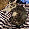 cat, gray_cat, white_cat, pet, animal, feline, lying_down, relaxed, lounging, blanket, striped_blanket, cozy, indoors, living_room, television, wooden_floor, whiskers, ears, fur, portrait