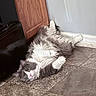cat, fluffy_cat, gray_and_white, long_hair, pet, animal, upside_down, lying_down, playful, relaxed, yellow_eyes, whiskers, paws, indoor, tile_floor, door, wall, baseboard, home, funny_pose