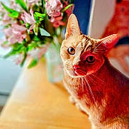 Charlie joined the competition — help win amazing prizes! cat, orange_tabby, pet, animal, whiskers, ears, wooden_surface, flowers, bouquet, pink_flowers, indoor, close_up, curious, feline, portrait, domestic_cat, soft_light, background_blur, cute, looking_at_camera
