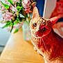 cat, orange_tabby, pet, animal, whiskers, ears, wooden_surface, flowers, bouquet, pink_flowers, indoor, close_up, curious, feline, portrait, domestic_cat, soft_light, background_blur, cute, looking_at_camera
