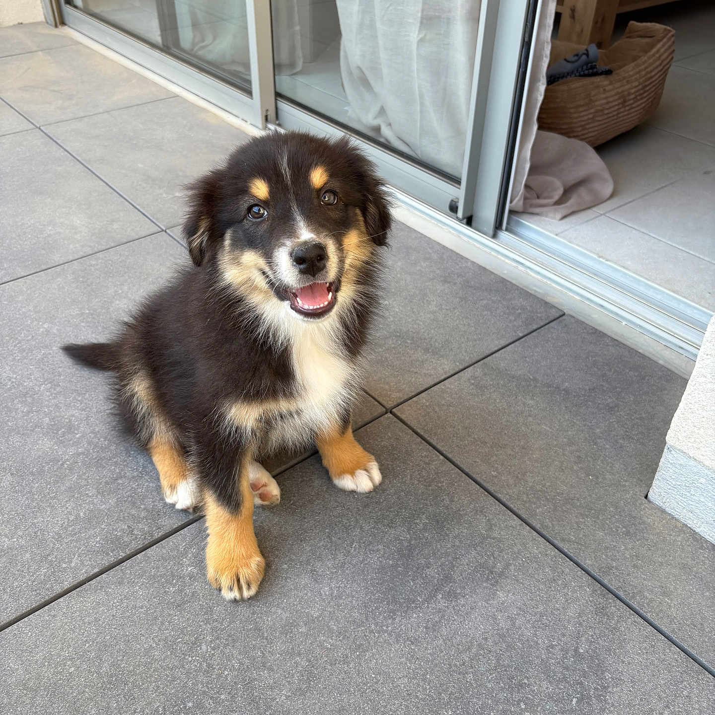 Aïko participe au concours pour gagner de l'argent avec cette photo : adorable, animal, black_and_tan, companion, curtain, cute, dog, domestic, friendly, fur, glass_door, happy, indoor, pet, playful, puppy, sitting, smiling, tile_floor, young