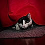 Bali participe au concours pour gagner de l'argent avec cette photo : cat, black_and_white, curious, indoor, carpet, curtain, red_curtain, pet, animal, feline, whiskers, ears, floor, hidden, peeking, alert, domestic_cat, cute, playful, shadow