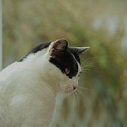 Bali a rejoint le concours — aidez-le/la à gagner de superbes lots ! cat, black_and_white, pet, animal, whiskers, ear, side_view, looking, indoor, window, feline, fur, portrait, nature_blur, domestic, calm, closeup, mammal, young, cute