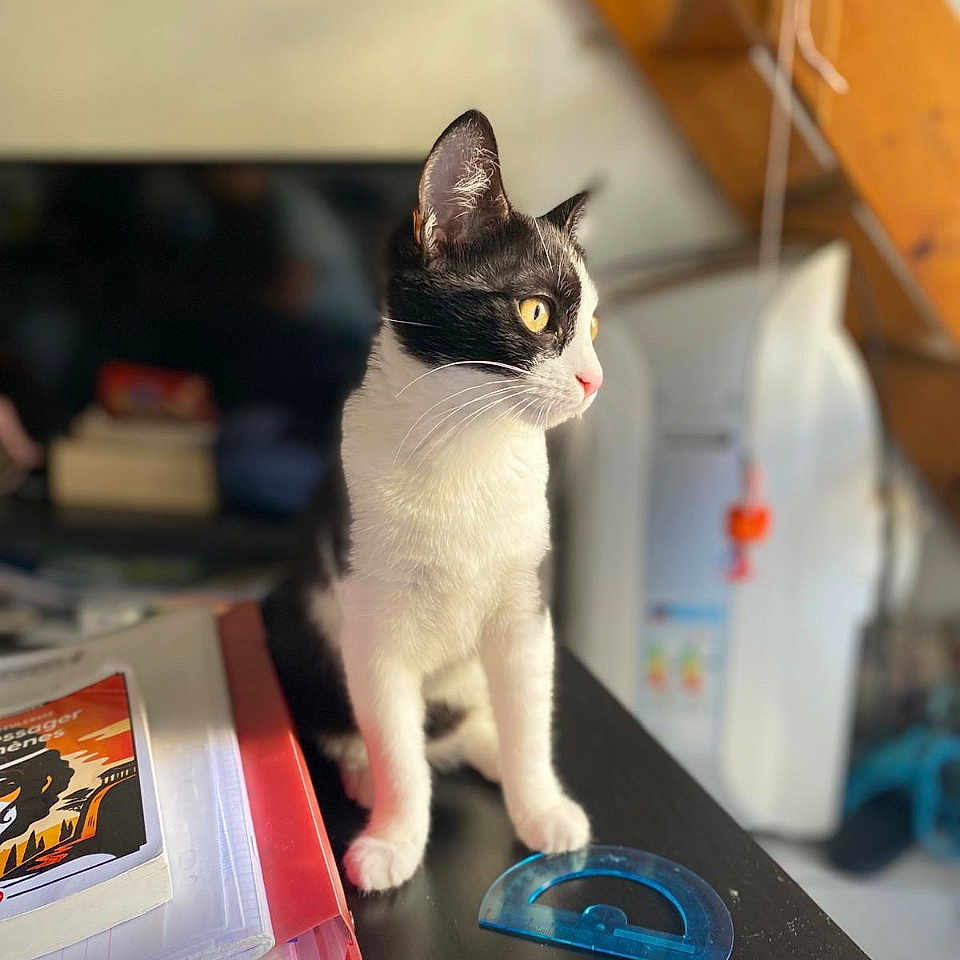 Oreo a rejoint le concours — aidez-le/la à gagner de superbes lots ! abyssinian, animal, cat, computerhardware, desk, document, electronics, furniture, hardware, hardwood, kitten, manx, mouse, pet, receipt, stainedwood, table, text, toy, wood