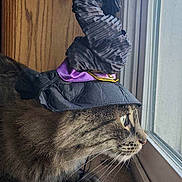 Jynx is registered to the contest to win money with this photo: cat, tabby, witch_hat, costume, window, carpet, indoor, pet, curious, animal, feline, whiskers, ears, looking, side_view, brown, black_stripes, purple, hat, decorative