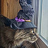 cat, tabby, witch_hat, costume, window, carpet, indoor, pet, curious, animal, feline, whiskers, ears, looking, side_view, brown, black_stripes, purple, hat, decorative